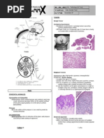 Male Genitals