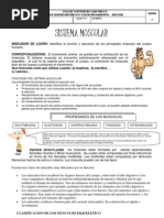 Guia N. Sistema Muscular