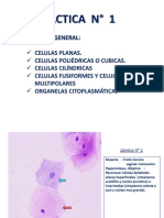 Práctico de Histología