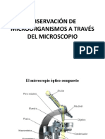 Observación de Microorganismos A Través Del Microscopio