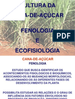 Cana - Fenologia e Ecofisiologia