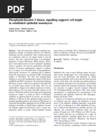 Phosphatidylinositol 3 - Kinase Signalling Supports Cell Height in Established Epithelial Monolayers