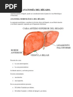 Anatomía Del Hígado