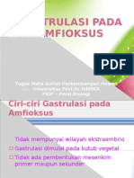 Gastrulasi Pada Amfioksus