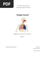 Plan+sistema Respiratorio+3º Grado