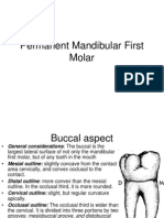 5.permanent Mandibular First Molar