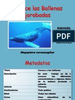 Ballena Jorobadas