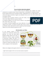 Ciclo de Plantas