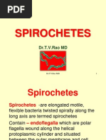 Spirochetes: Dr.T.V.Rao MD