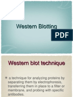 Western Blotting Micrsoft