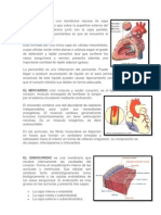 EL EPICARDIO Es Una Membrana Viscosa