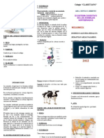 Triptico Del Sistema Digestivo de Vertebrados