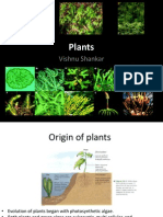 Plants