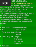 Fundamentos de Neumologia