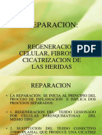 Reparacion Cicatrizacion