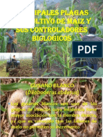 Principales Plagas Del Cultivo de Maiz y Sus