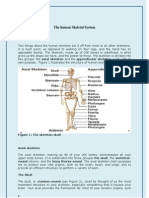 The Human Skeletal System