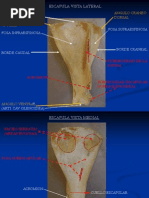 OSTEOLOGIA