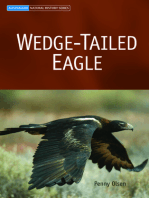 Wedge-tailed Eagle