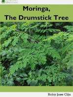 Moringa, the Drumstick Tree