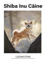 Shiba Inu Câine