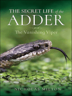 The Secret Life of the Adder: The Vanishing Viper