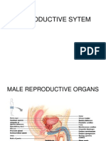 Reproductive System