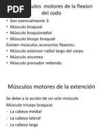 Los Músculos Motores de La Flexion