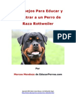 4 Consejos para Educar y Adiestrar A Un Perro de Raza Rottweiler