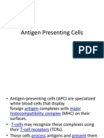 Antigen Presenting Cell