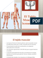 El Tejido Muscular y Homeostasis