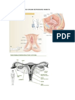 Anatomi Dan Fisiologi Organ Reproduksi Wanita SC 3 Akbar