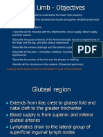 Lower Limb - Gluteal Region, Thigh & Hip Joint