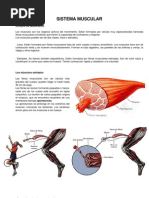 Contenido de Sistema Muscular