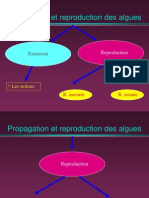 3-Cours Reproduction Algues