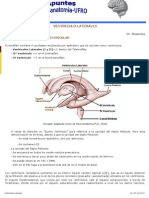 Ventrículos Laterales