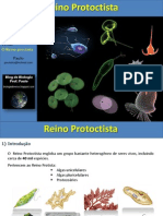 Aula Protista Algasb