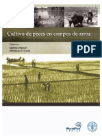 Cultivo de Peces en Campo de Arroz