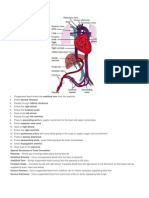 Fetal Circulation