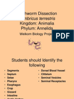 Earthworm Dissection Kingdom: Animalia Phylum: Annelida: Lumbricus Terrestris