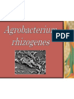 Agrobacterium Rhizogenes