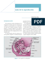 Anatomia de La Reproduccion