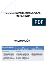 Enfermedades Infecciosas en Caninos