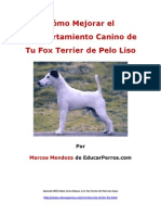 Como Mejorar El Comportamiento Canino de Tu Fox Terrier de Pelo Liso