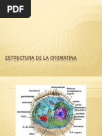 Estructura de La Cromatina