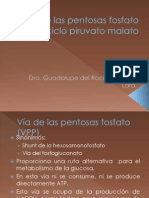 Vía de Las Pentosas Fosfato y El Ciclo