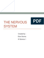 The Nervous System