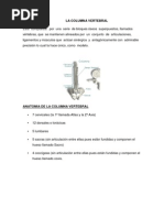 La Columna Vertebral