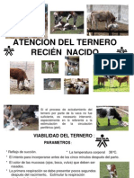 Atención Del Ternero Recién Nacido