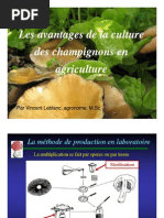 Avantages Culture Champis Agriculture